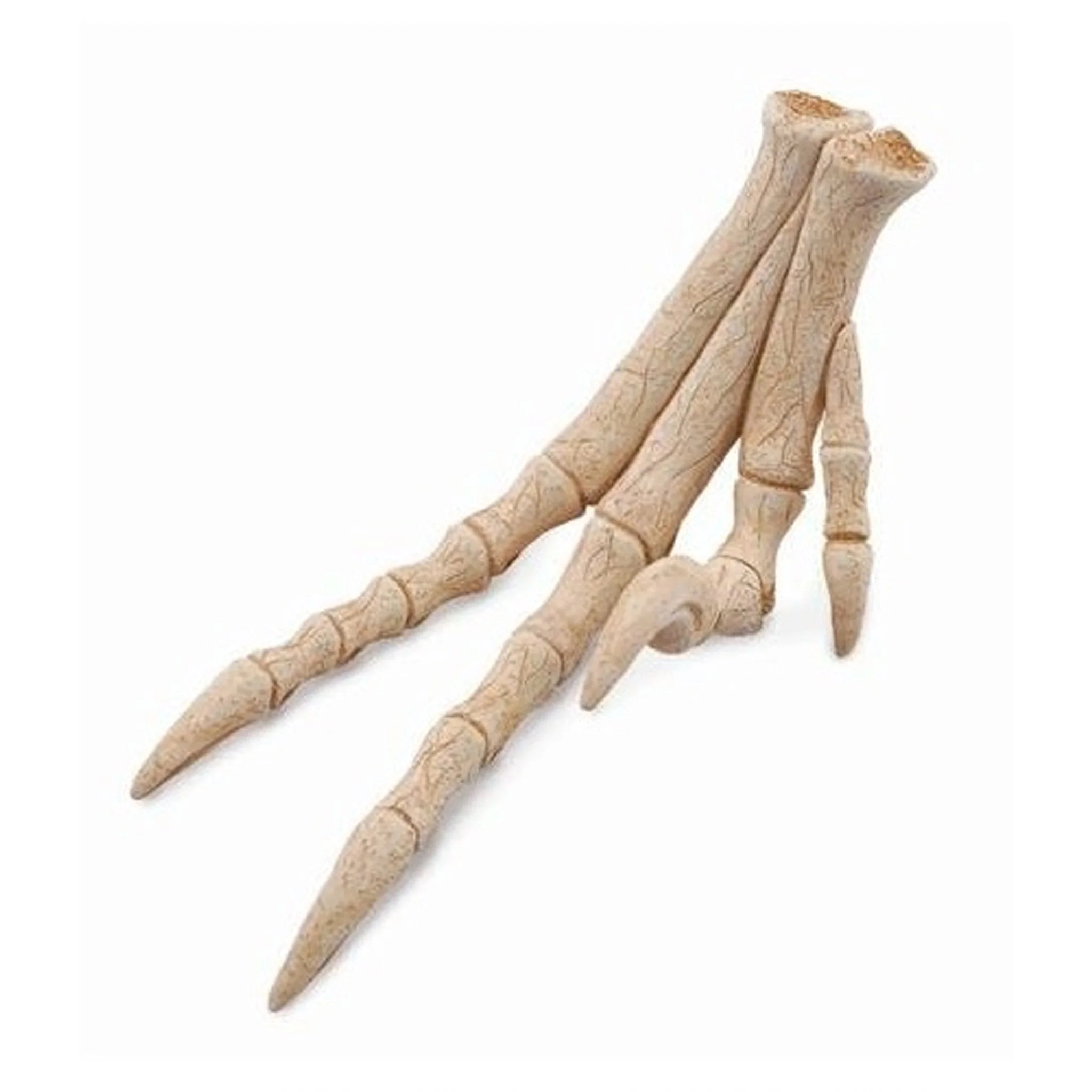 CollectA Velociraptor Foot