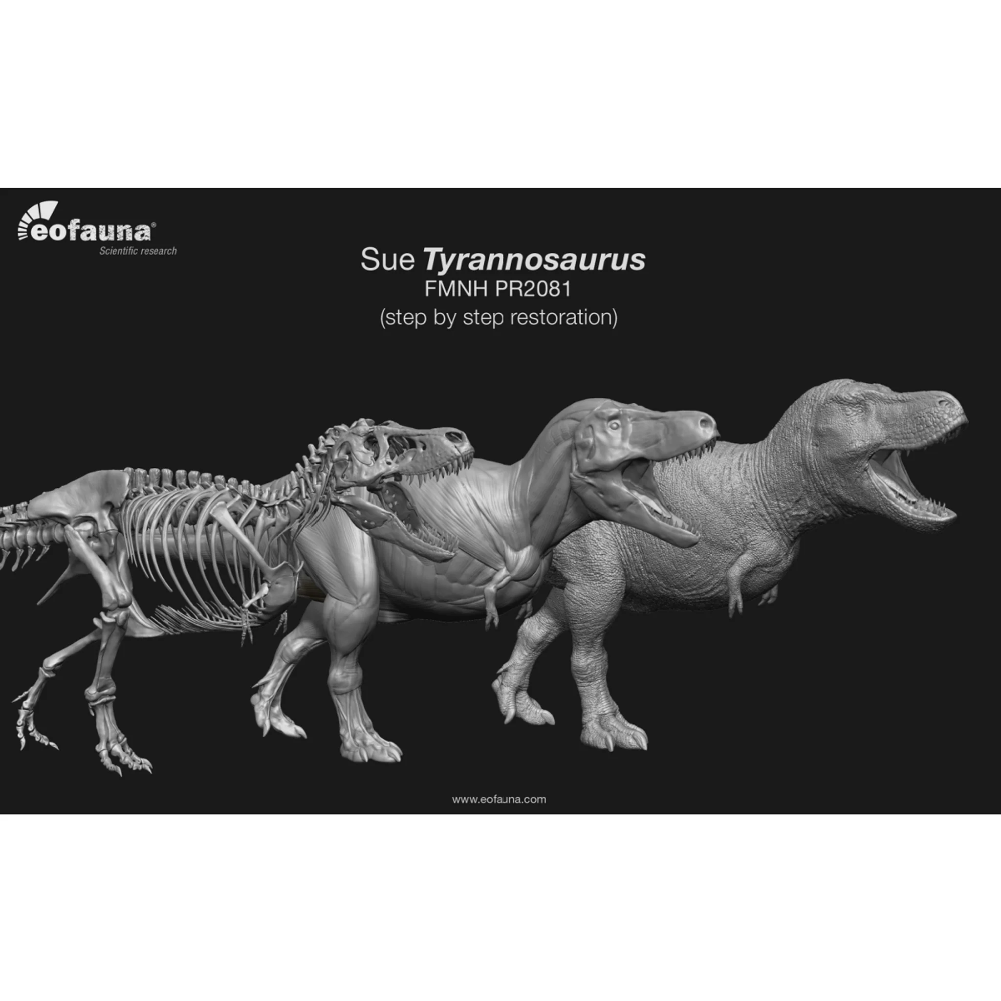 Eofauna Tyrannosaurus Sue - Image 5