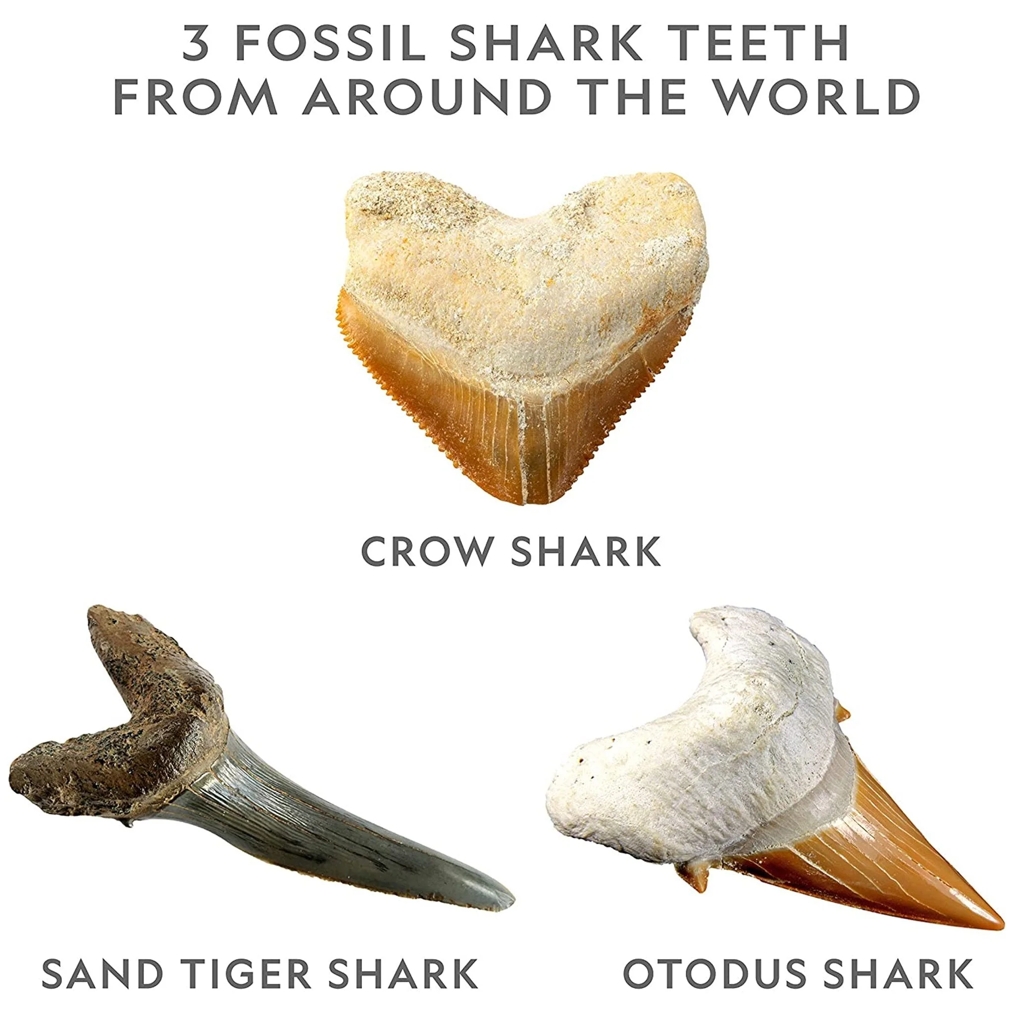 National Geographic Shark Dig Kit - Image 4
