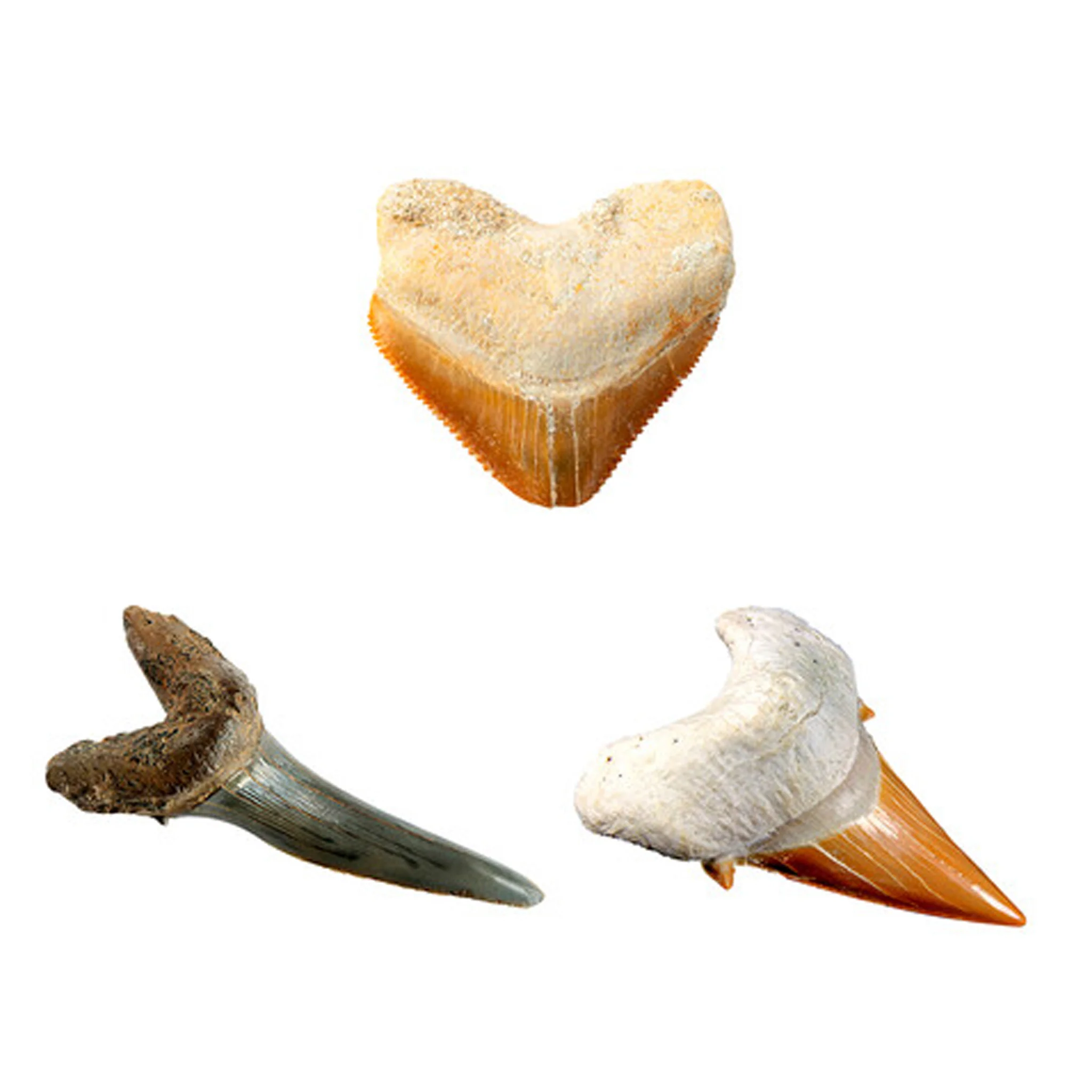 National Geographic Shark Dig Kit - Image 5