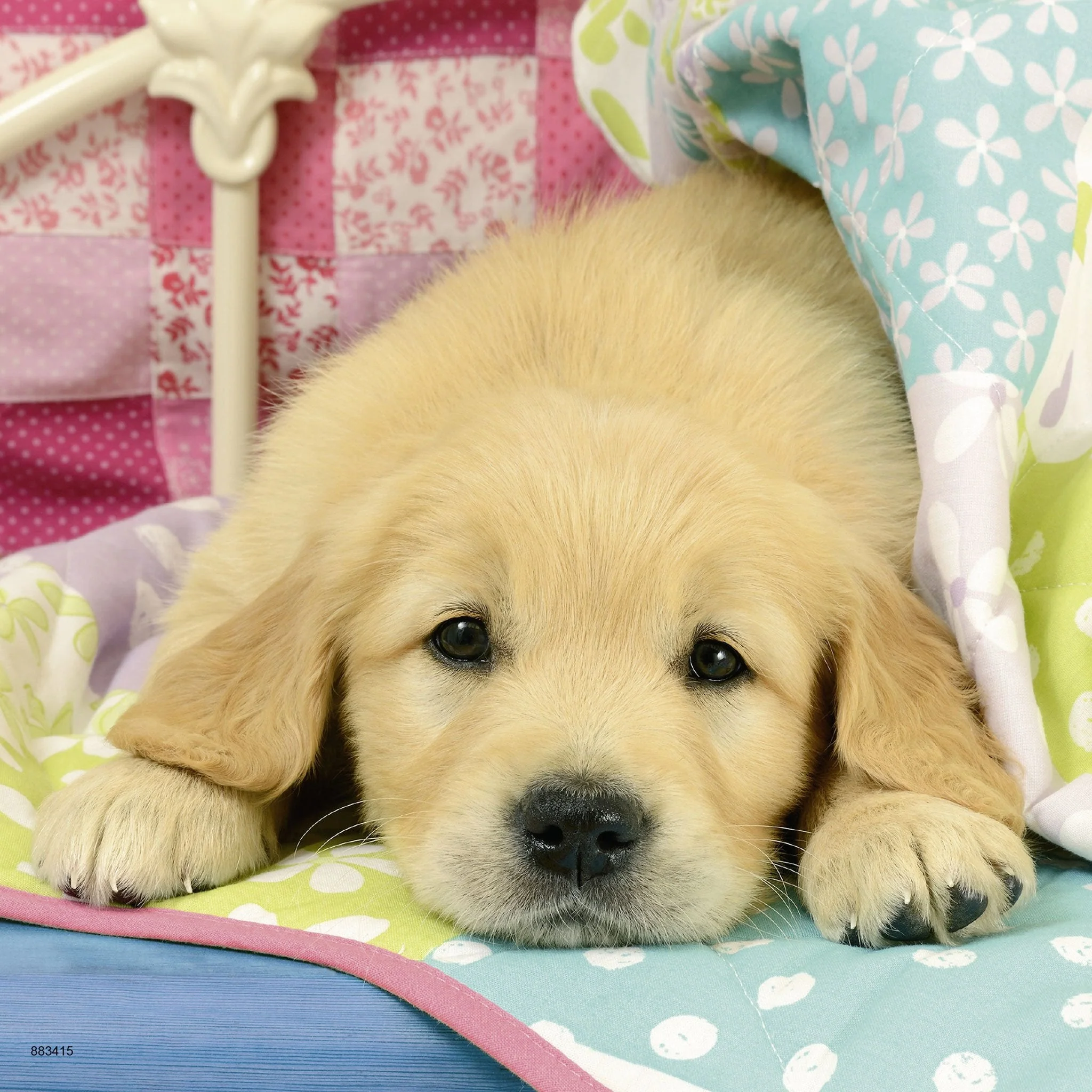 Ravensburger Cute Puppy Dogs Puzzle 3x49pc - Image 4