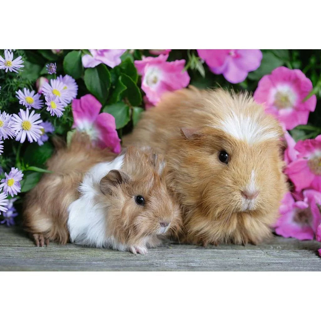Ravensburger Guinea Pigs & Bunnies Puzzle 2x12pc - Image 2