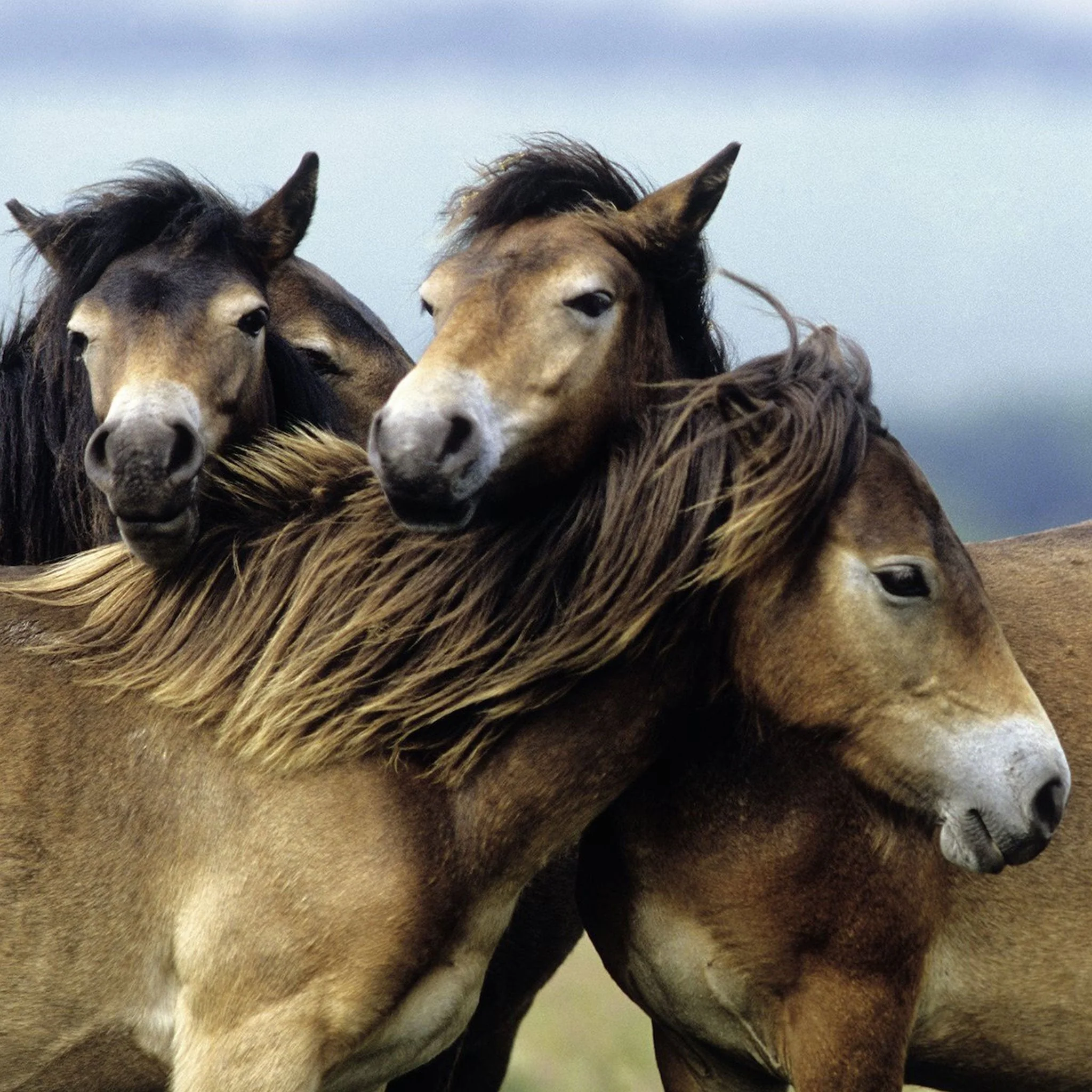 Ravensburger Loving Horses Puzzle 3x49pc - Image 2
