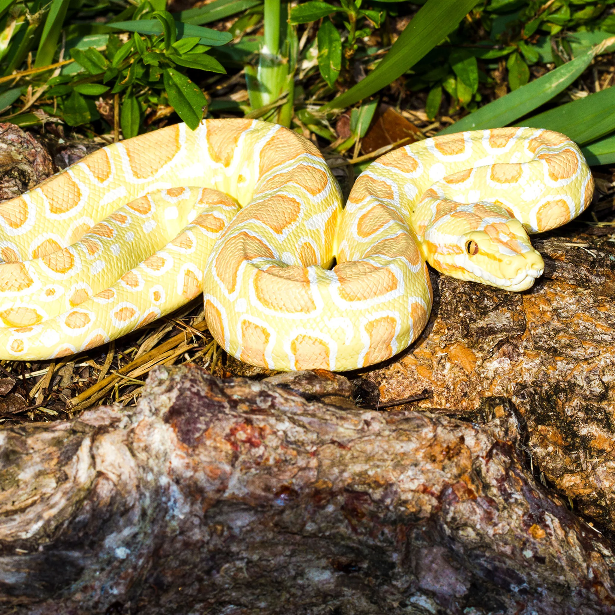 Safari Ltd Albino Burmese Python XL - Image 10