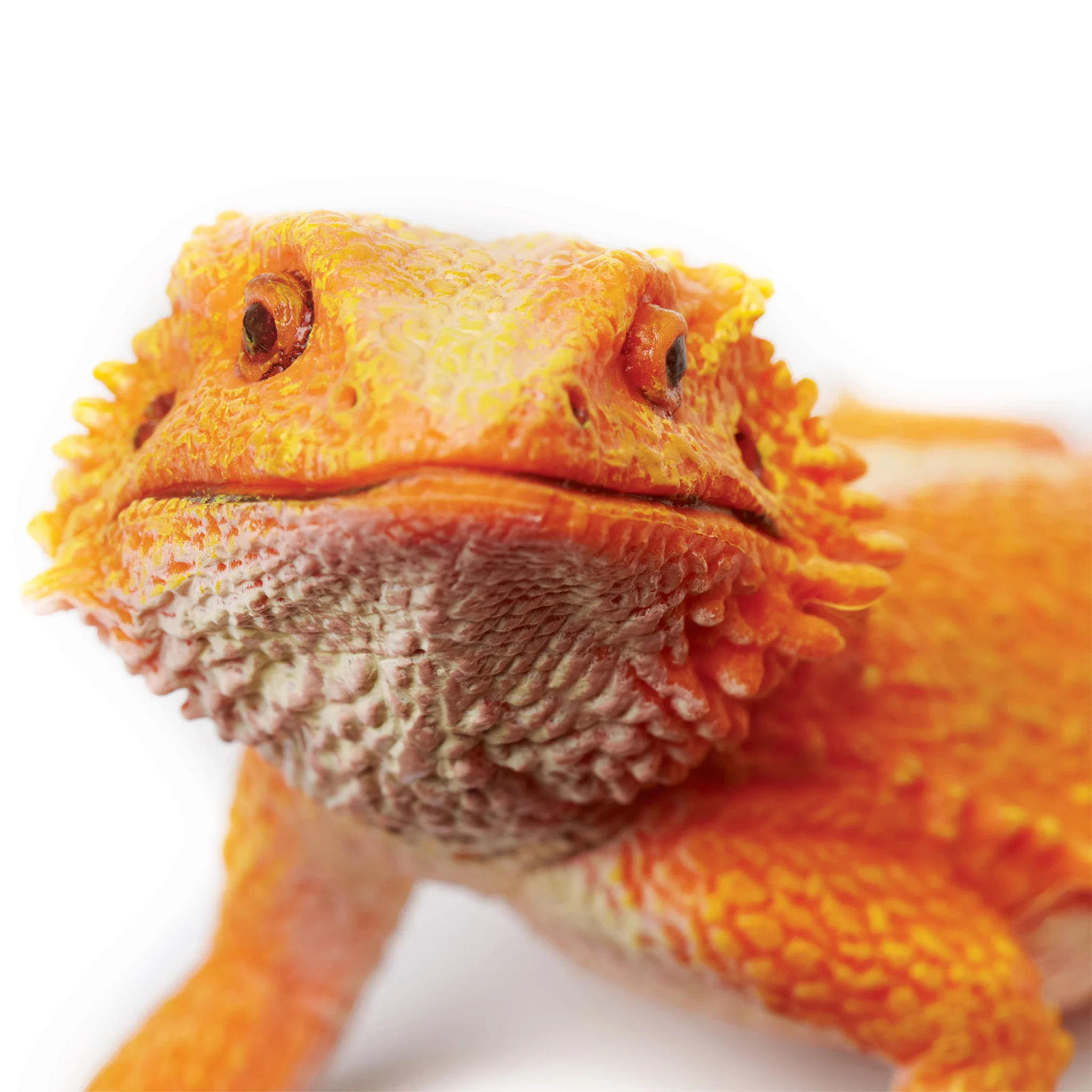 Safari Ltd Bearded Dragon XL - Image 3