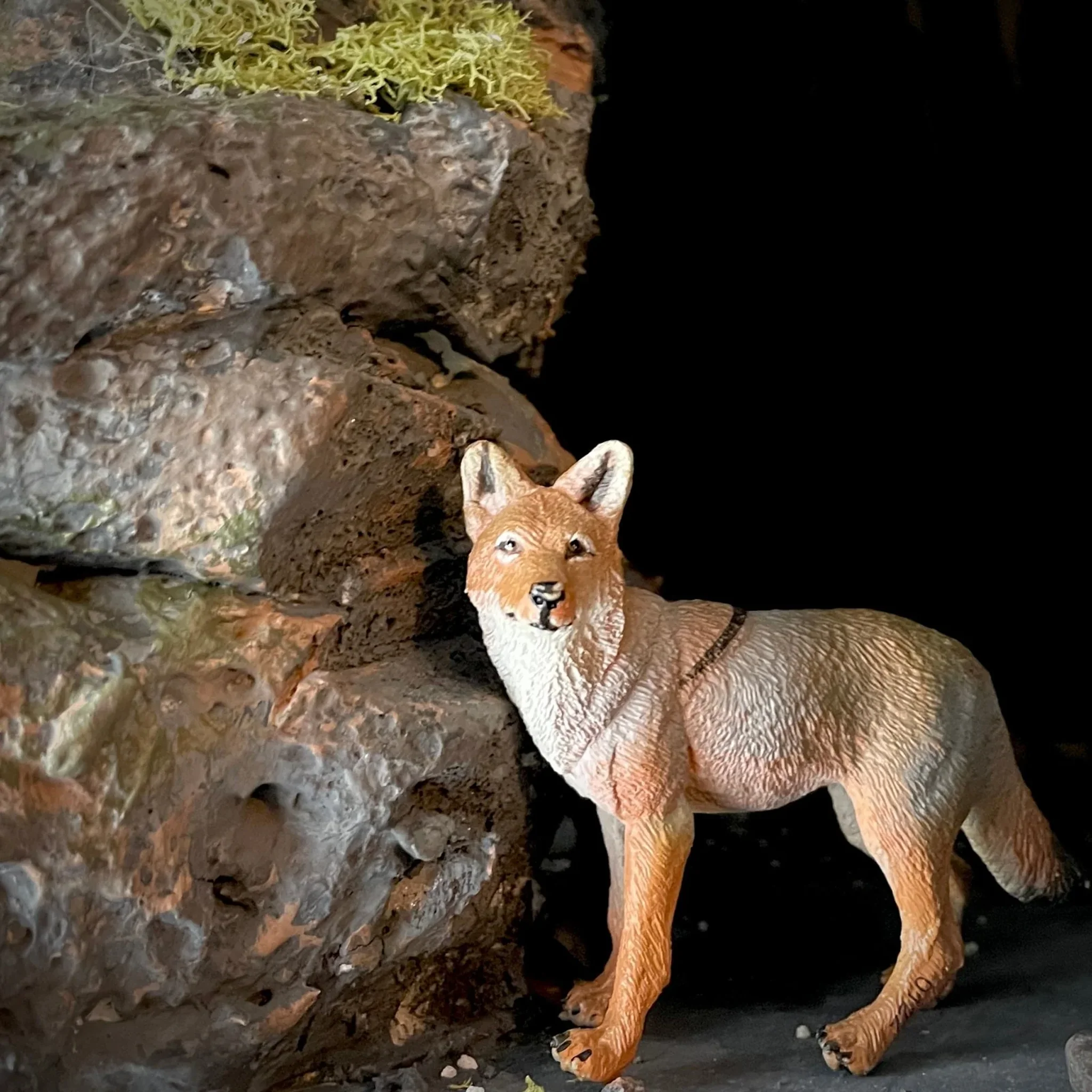 Safari Ltd Coyote - Image 5