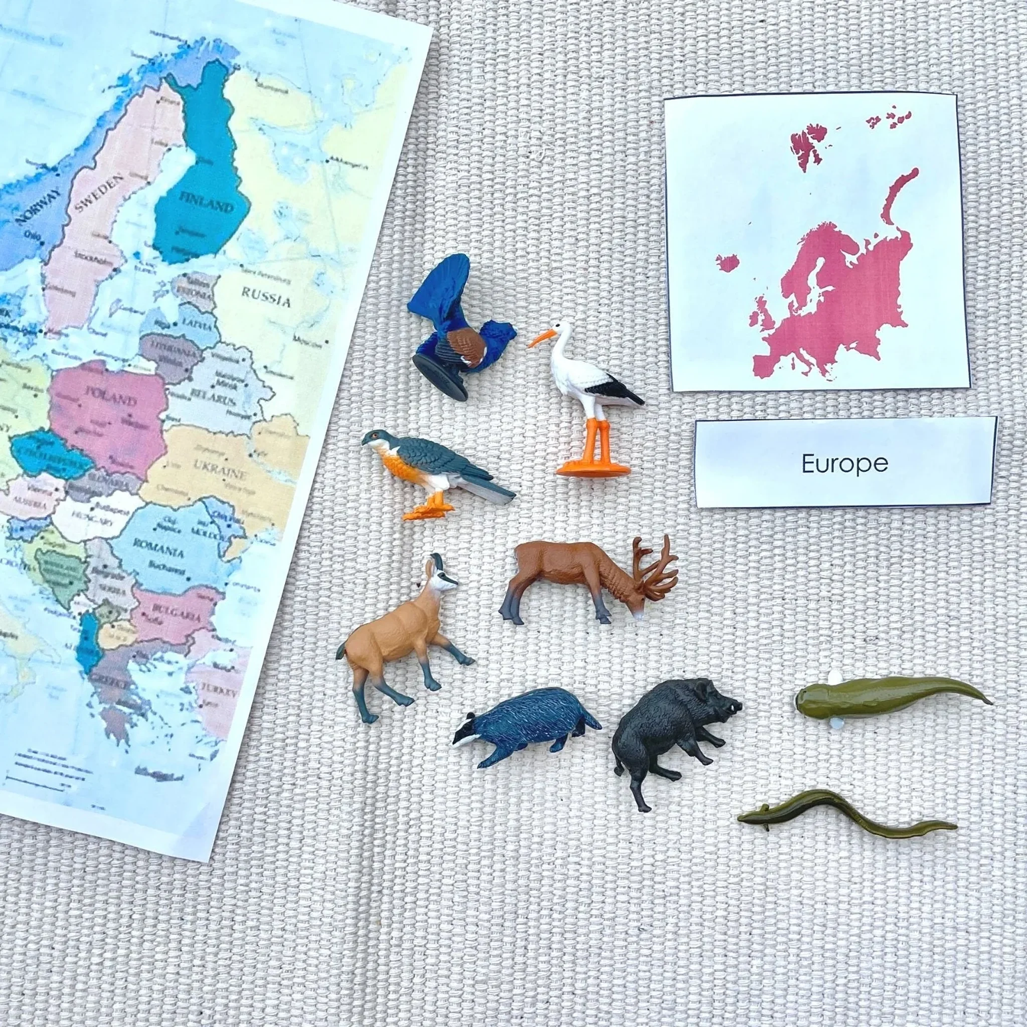 Safari Ltd European Animals Toob - Image 6