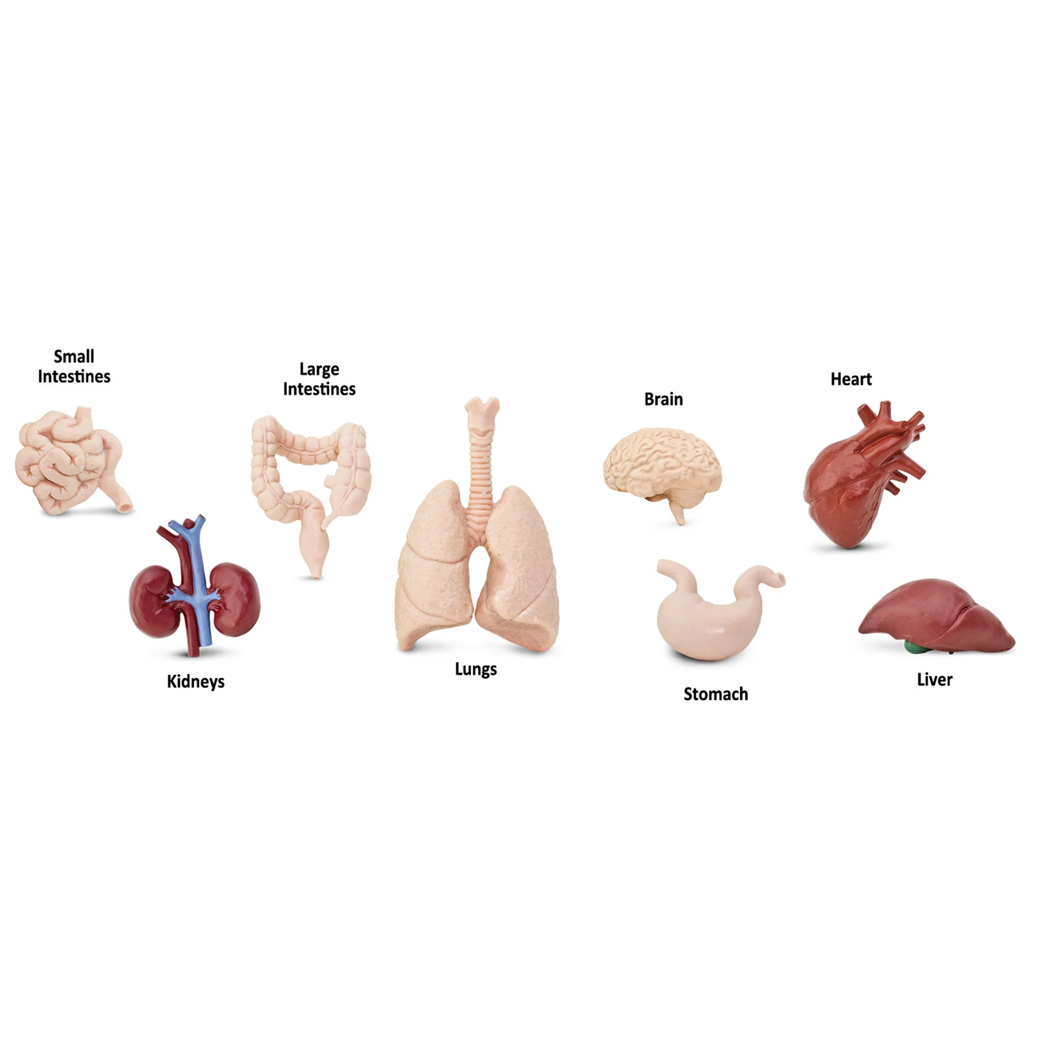 Safari Ltd Human Organs Toob - Image 2