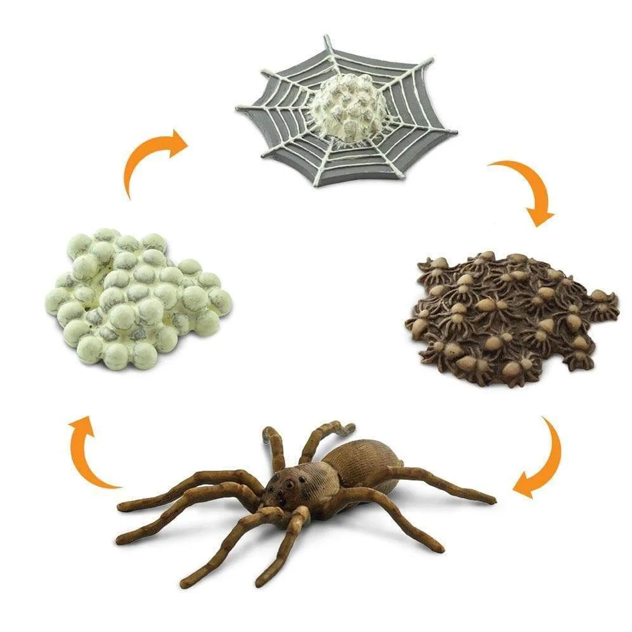 Safari Ltd Life Cycle of a Spider - Image 2