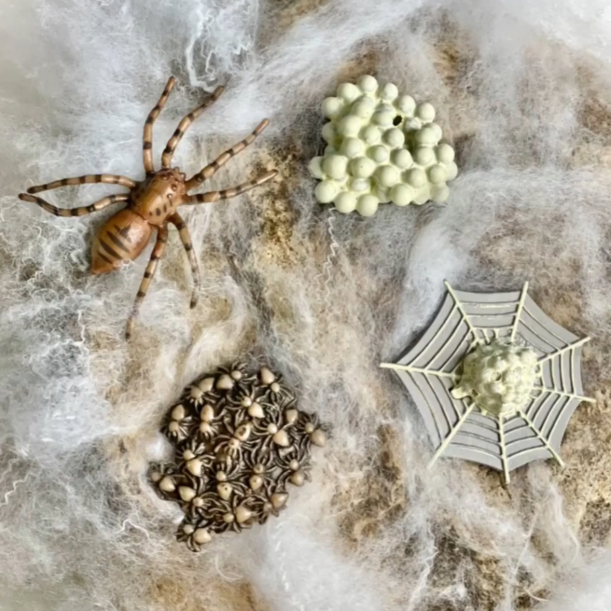 Safari Ltd Life Cycle of a Spider - Image 4