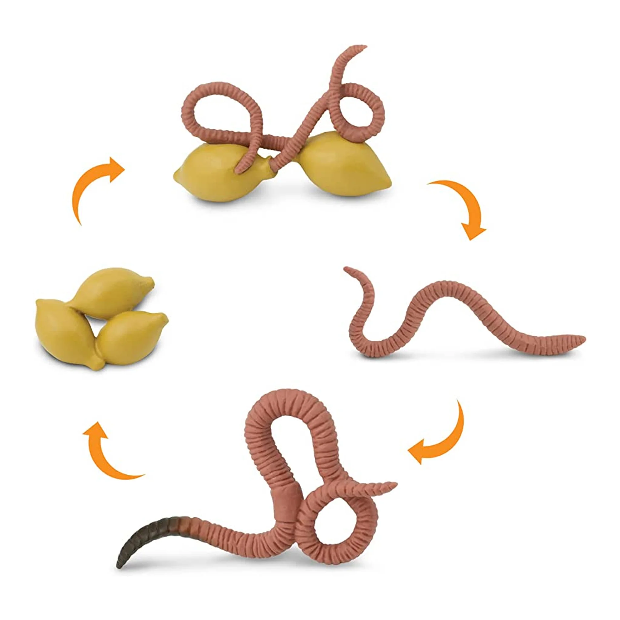 Safari Ltd Life Cycle Of A Worm - Image 2