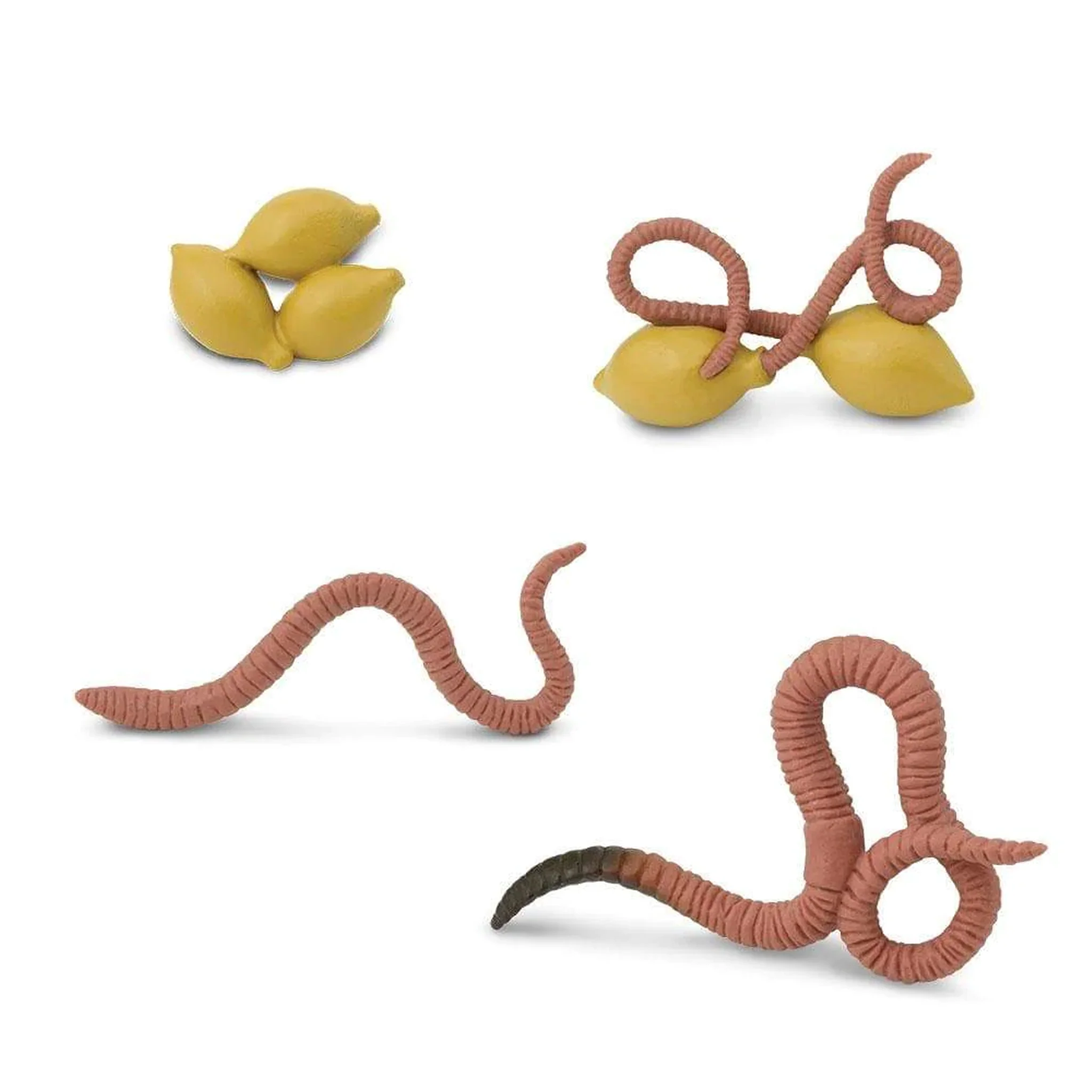 Safari Ltd Life Cycle Of A Worm - Image 3