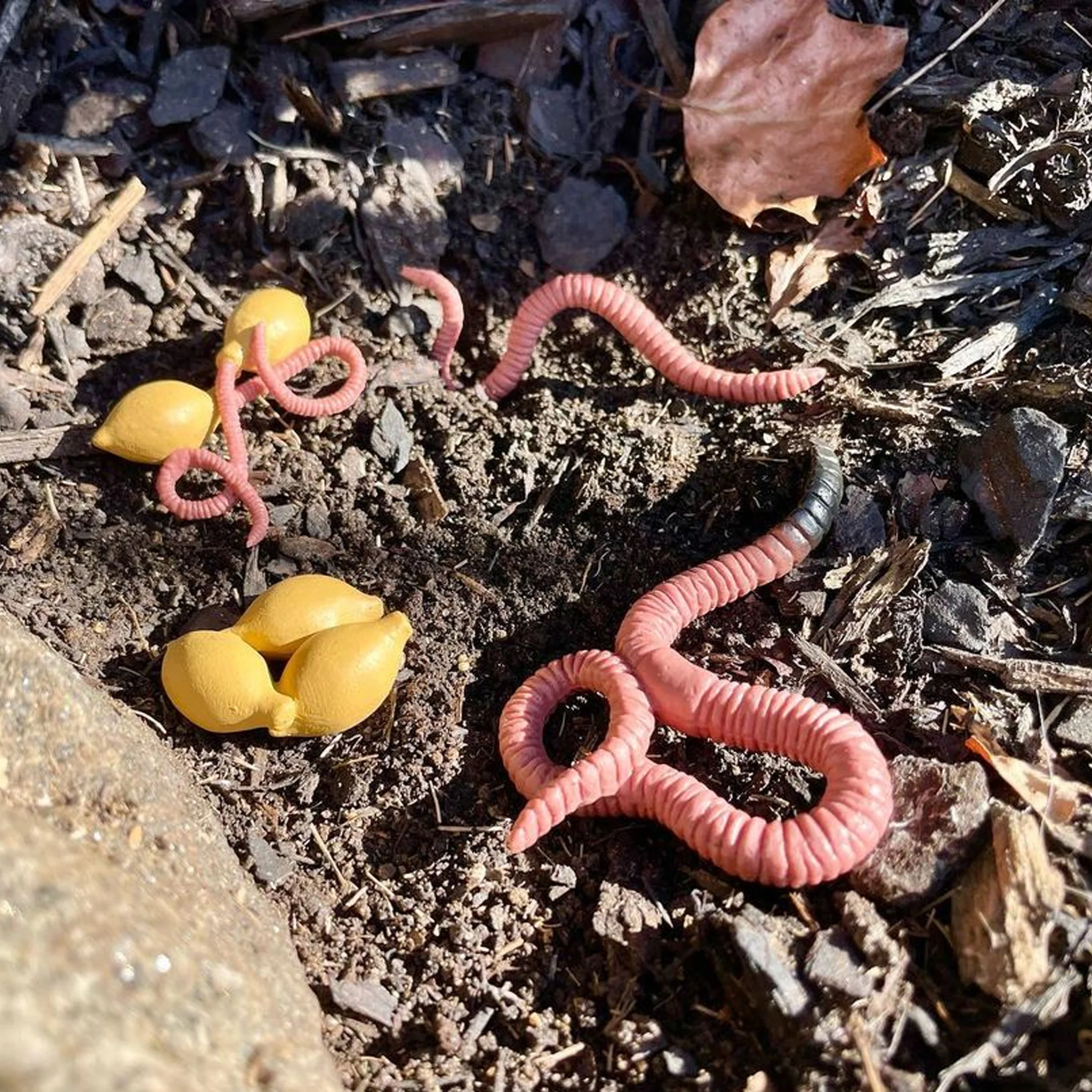Safari Ltd Life Cycle Of A Worm - Image 5