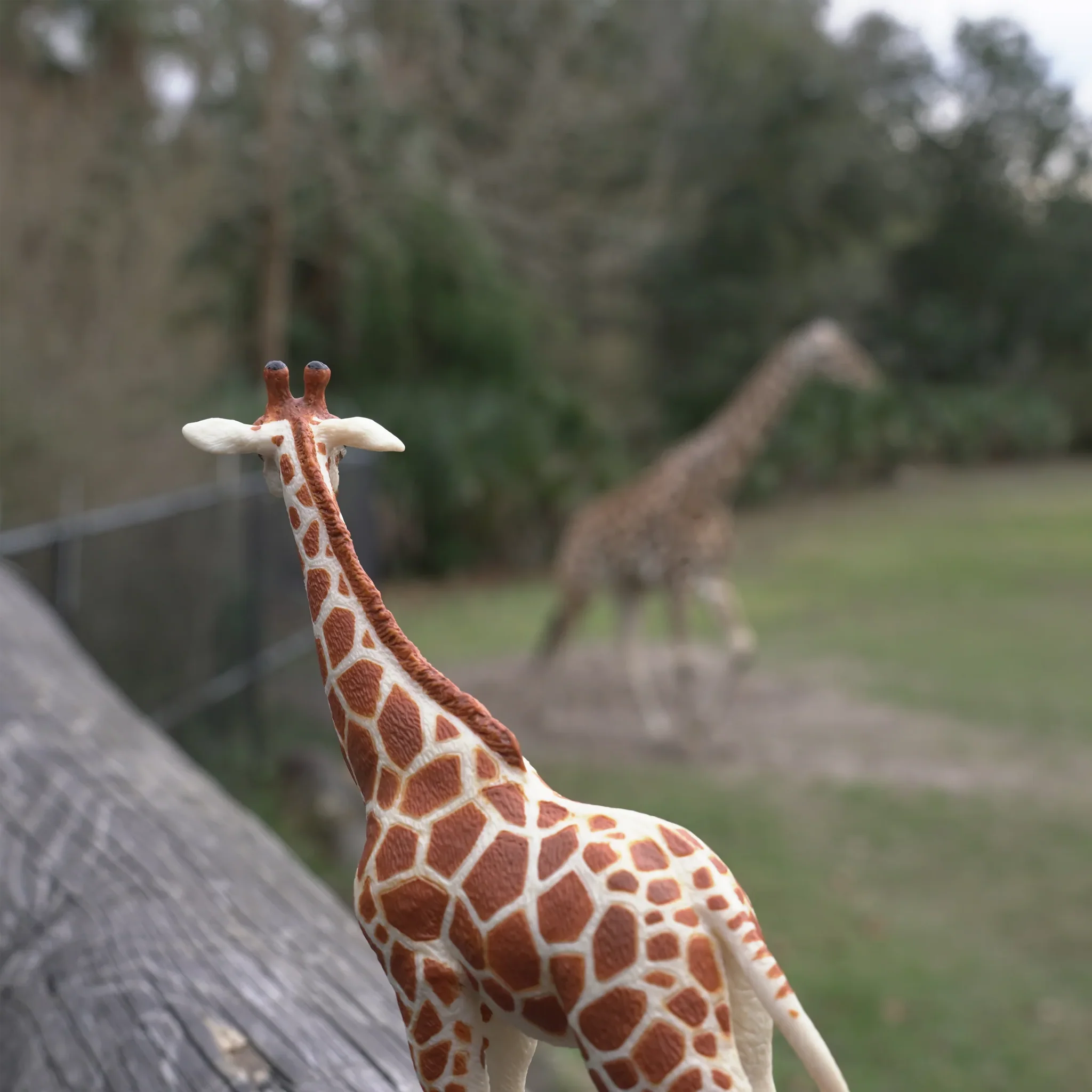 Safari Ltd Reticulated Giraffe - Image 6
