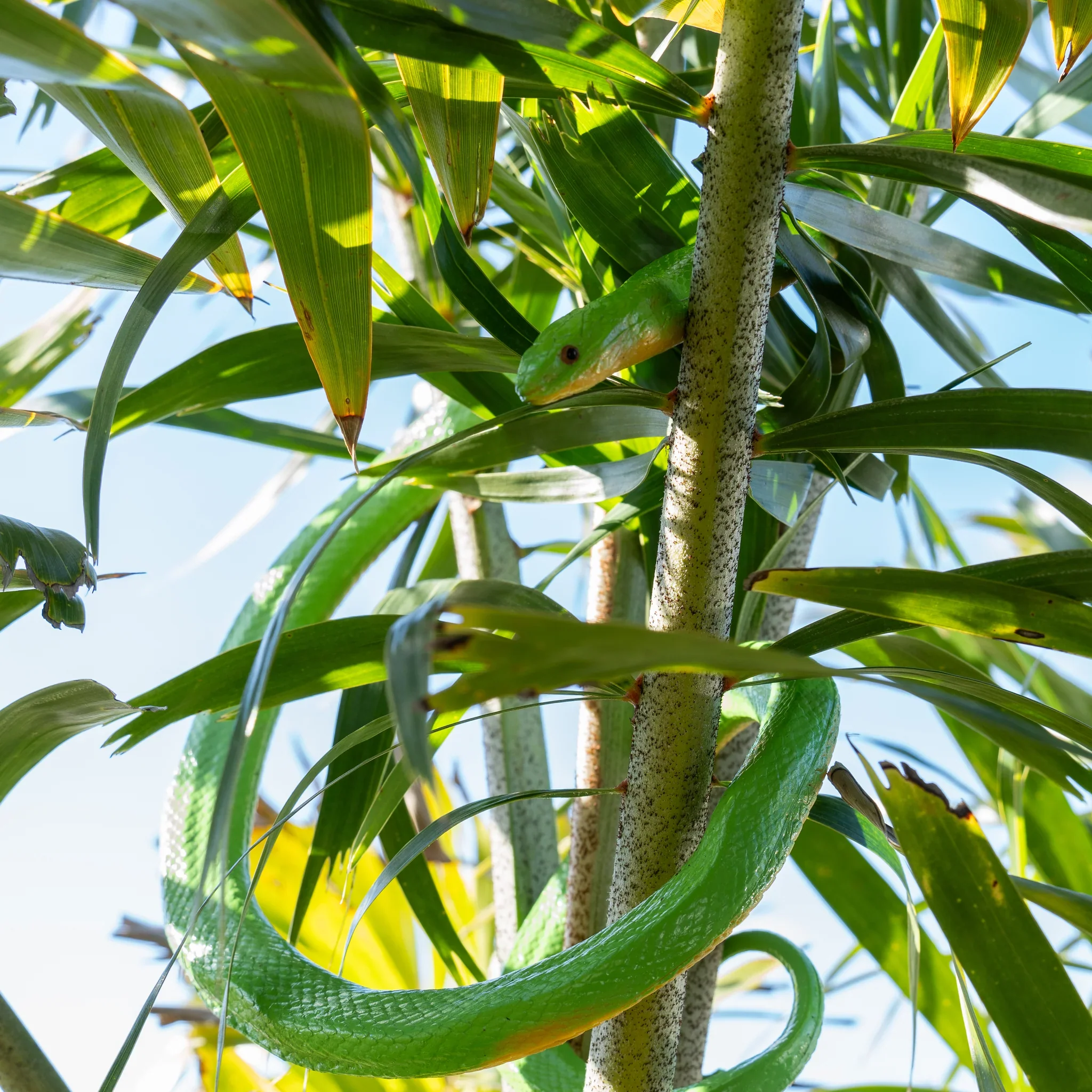 Safari Ltd Rough Green Snake XL - Image 5