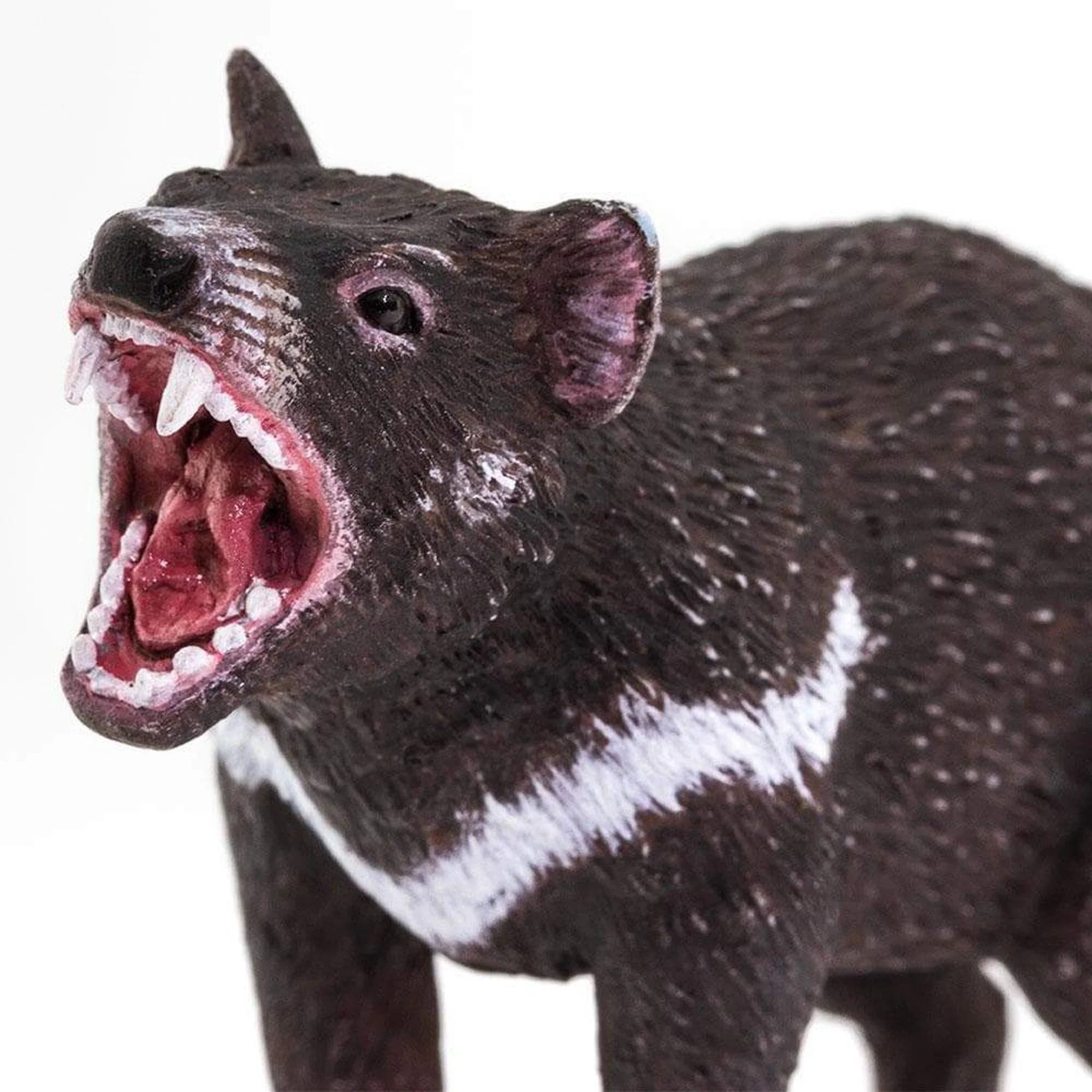 Safari Ltd Tasmanian Devil - Image 6