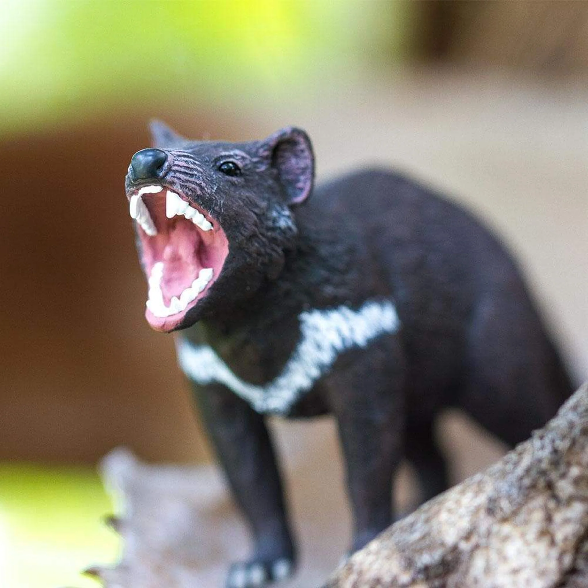 Safari Ltd Tasmanian Devil - Image 8