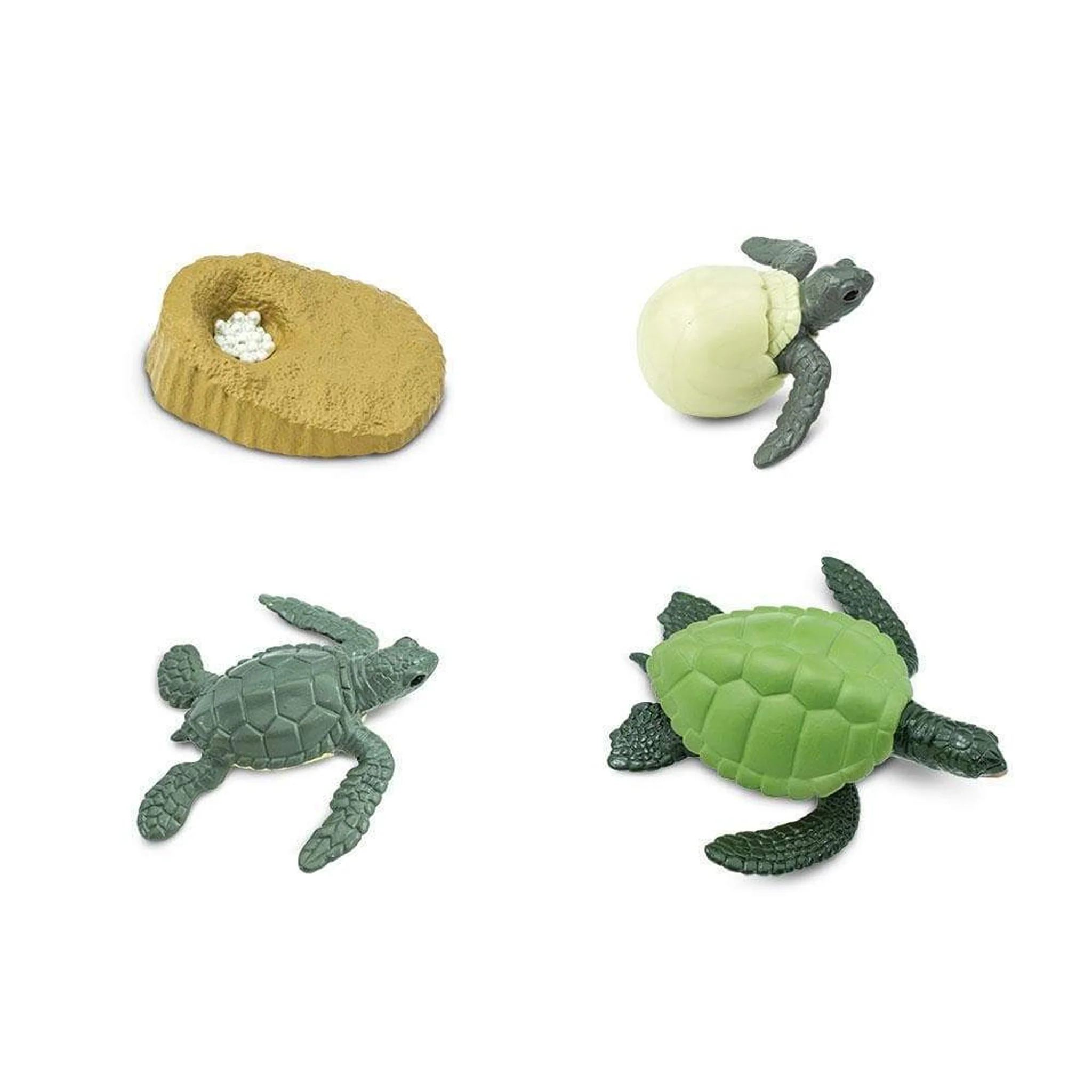 Safari Ltd Life Cycle of a Green Sea Turtle - Image 2