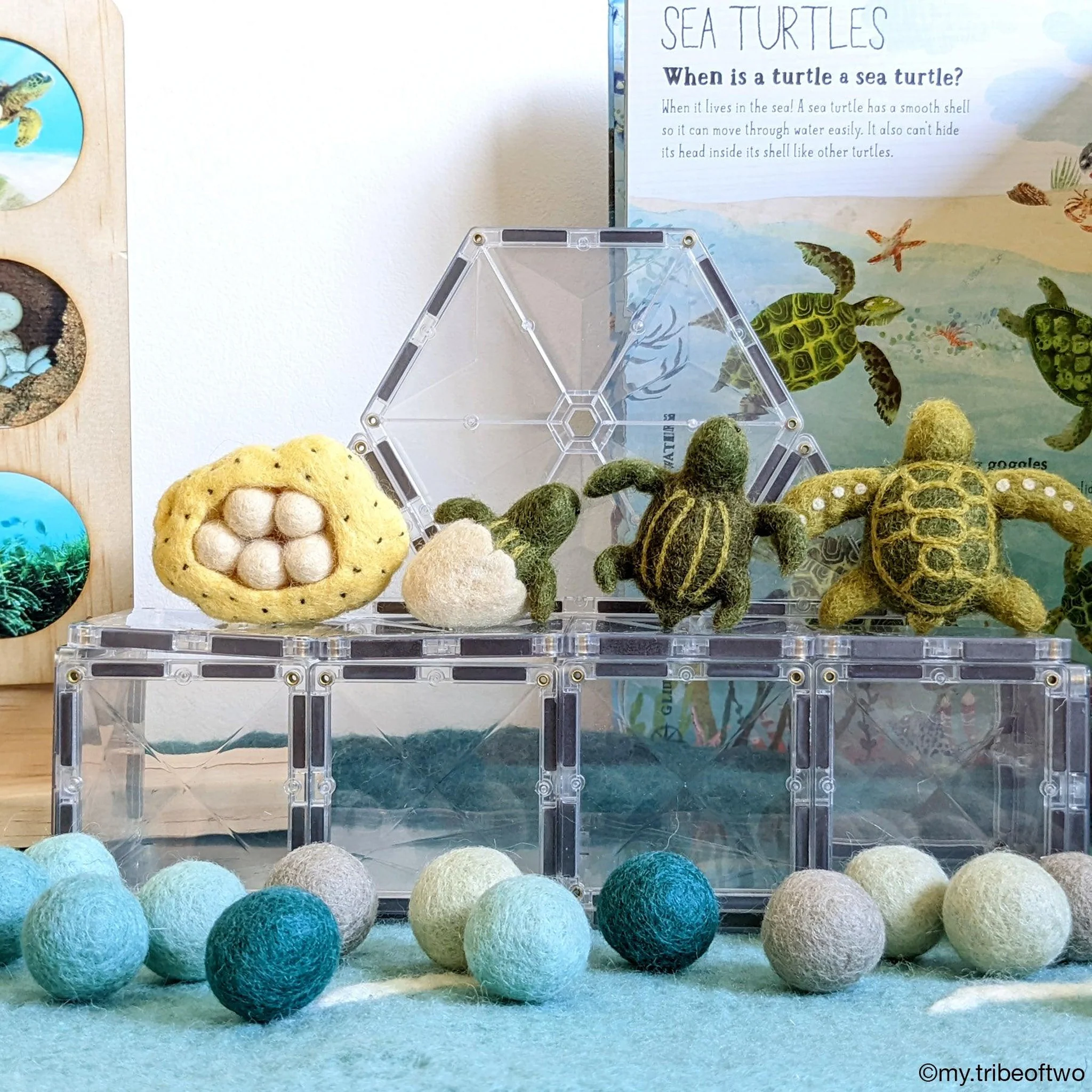 Tara Treasures: Felt Lifecycle of Green Sea Turtle - Image 13